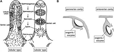 Gamete-exporting organs of vertebrates: dazed and confused